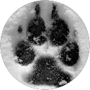 Cassa Wolfmoon profile picture